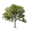 Exemple de d'arbre